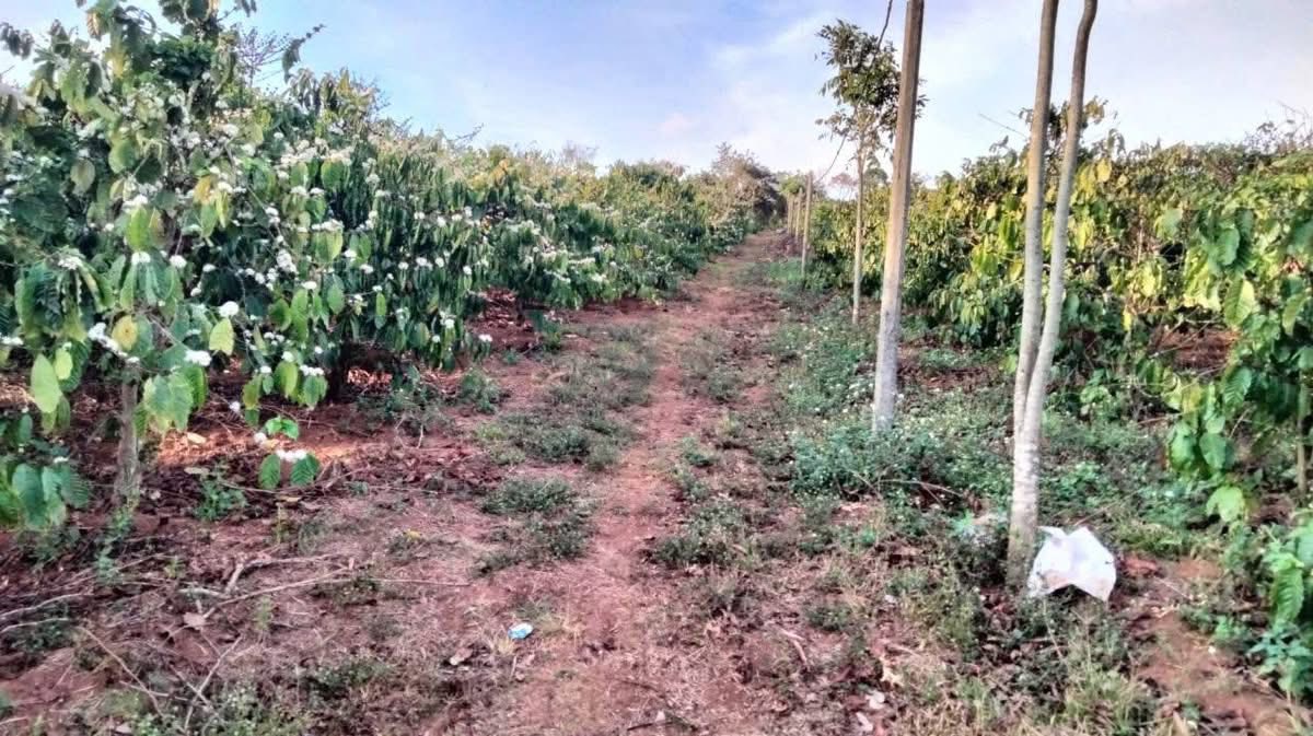 Rẫy Cà Phê Ia Phìn, Gia Lai 23.000m² - Sổ đỏ chính chủ!