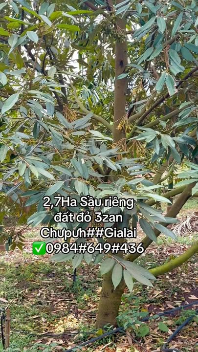 Đất nền Chư Pưh Gia Lai 2.7 Ha - Sổ đỏ chính chủ