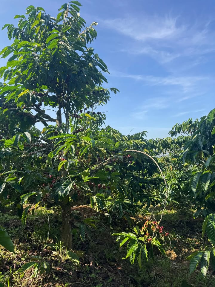 Đất Vườn Đinh Văn, Lâm Hà 1.1HA giá 3.2 tỷ - Nghỉ dưỡng lý tưởng!