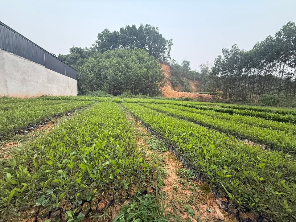 Đất nền Thị trấn Sông Cầu, Đồng Hỷ 120m² - Đất thổ cư 100%!