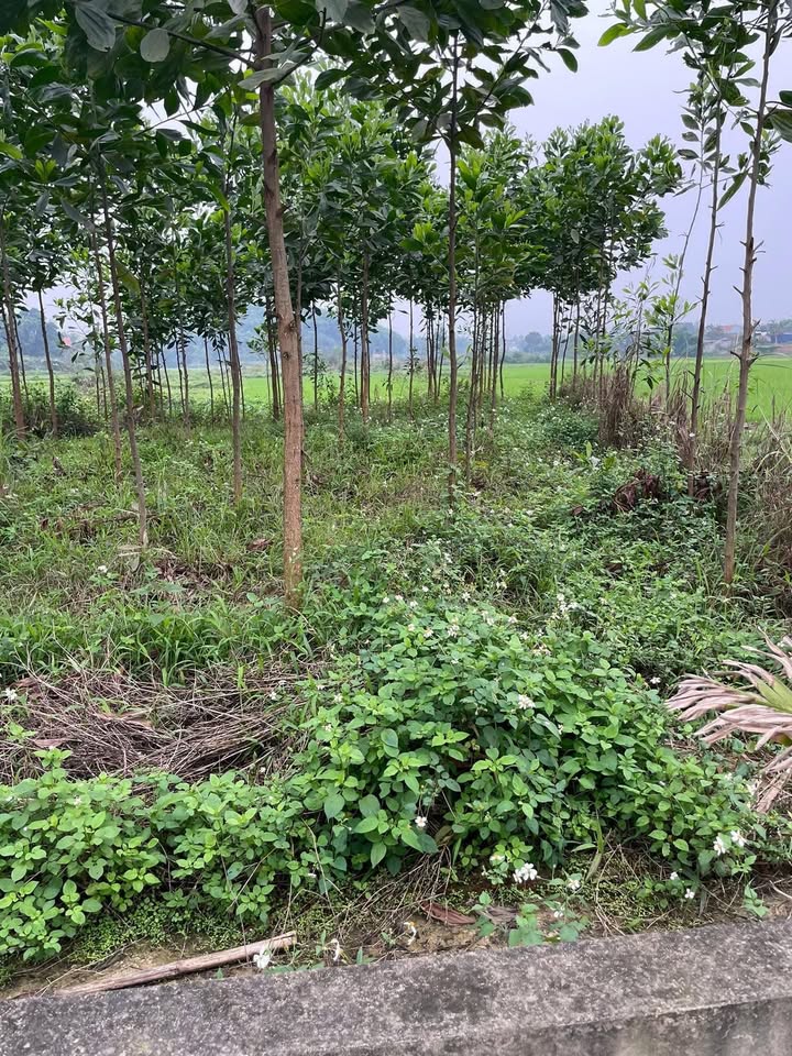 Đất nền Thịnh Đức, TP Thái Nguyên 280m² - Sổ đỏ chính chủ