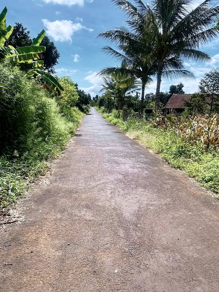 Đất nền Buôn Trấp 300m² giá 495 triệu - Tiềm năng tăng giá!