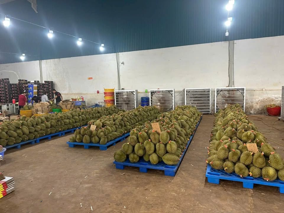 Cho thuê kho xưởng mặt tiền QL14, Bù Đăng - 240m², 95 triệu/mùa