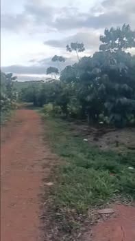 Đất Vườn 1.7ha Lộc Ngãi, Bảo Lâm - Sổ Đỏ, Nguồn Nước Dồi Dào - Giá Đầu Tư