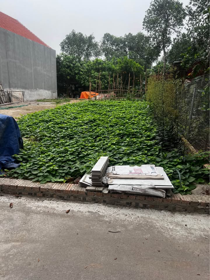 Đất nền Vân Nam, Phúc Thọ 100m² - Sổ đỏ, ô tô tránh, giá 3 tỷ