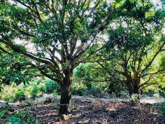 Đất Farm Cam Lâm 2160m² giá 3 tỷ - Giá đầu tư tốt!