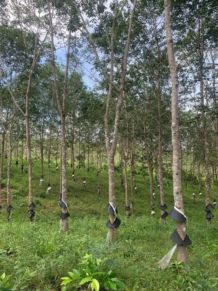 Đất nền Ngok Réo Kon Tum 34.000m² giá 1 tỷ - Tiềm năng tăng giá!