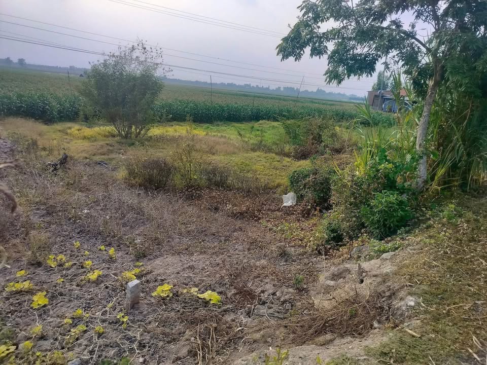 Đất nền Lấp Vò, Đồng Tháp 156m² - Đường to ô tô, giá 250 triệu