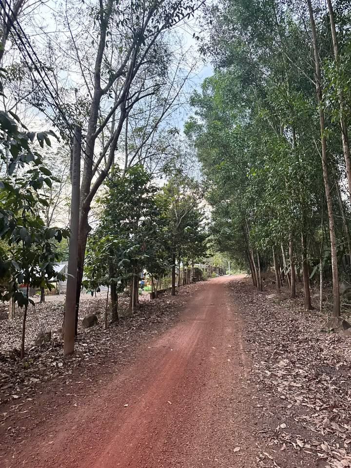 Đất Vườn Phú Giáo 20.000m² - View Suối, Sổ Sẵn, Giá Đầu Tư 3.95 Tỷ