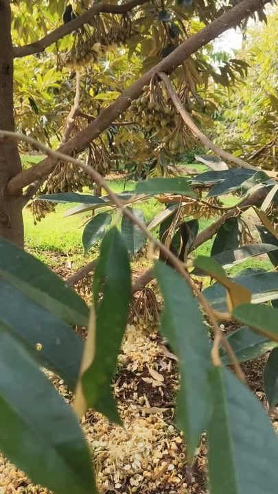 Đất Vườn Phú Sơn, Đồng Nai 10ha - Sổ hồng rõ ràng, đầu tư sinh lời!