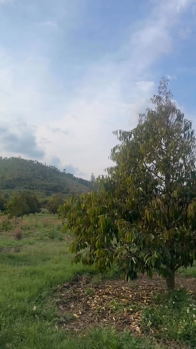 Đất Vườn Tân Tiến, Krông Pắc 1.1ha - Sinh Thái Xanh, Sổ Hồng Ngay!