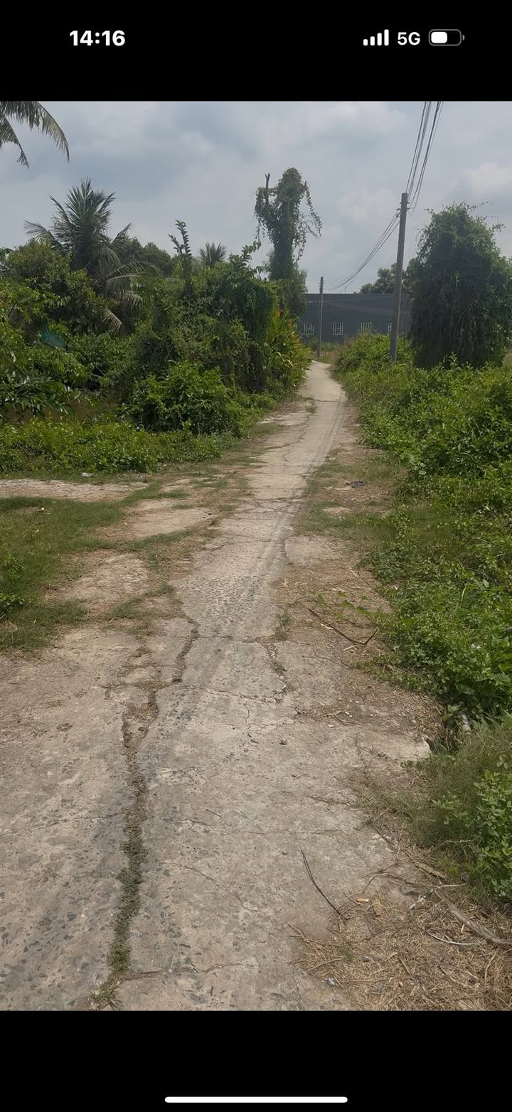 Đất Vườn Long Thượng, Cần Giuộc 1250m² - Sổ Hồng Sẵn Sàng, Giá 3.3 Tỷ TL