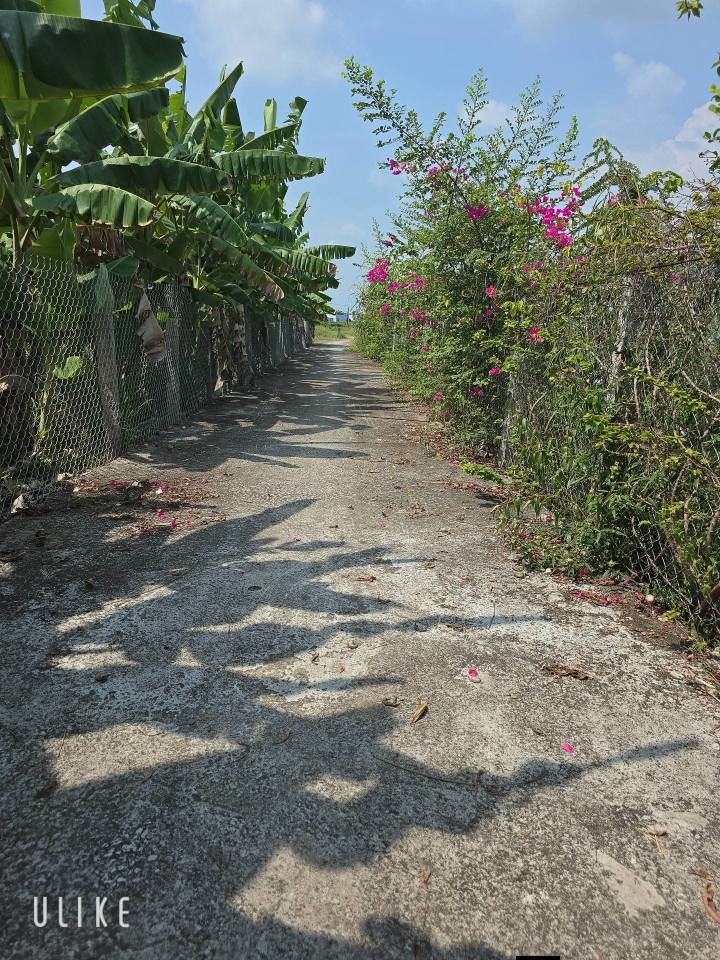 Bán Gấp Đất Lúa 663m² Vĩnh Công, Châu Thành, Long An - Giá 480 Triệu