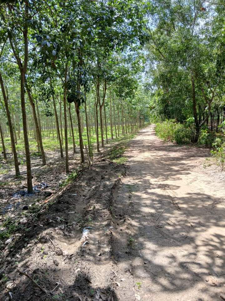 Đất vườn 5ha Tân Châu, Tây Ninh - Tiềm năng sinh lời vượt trội!