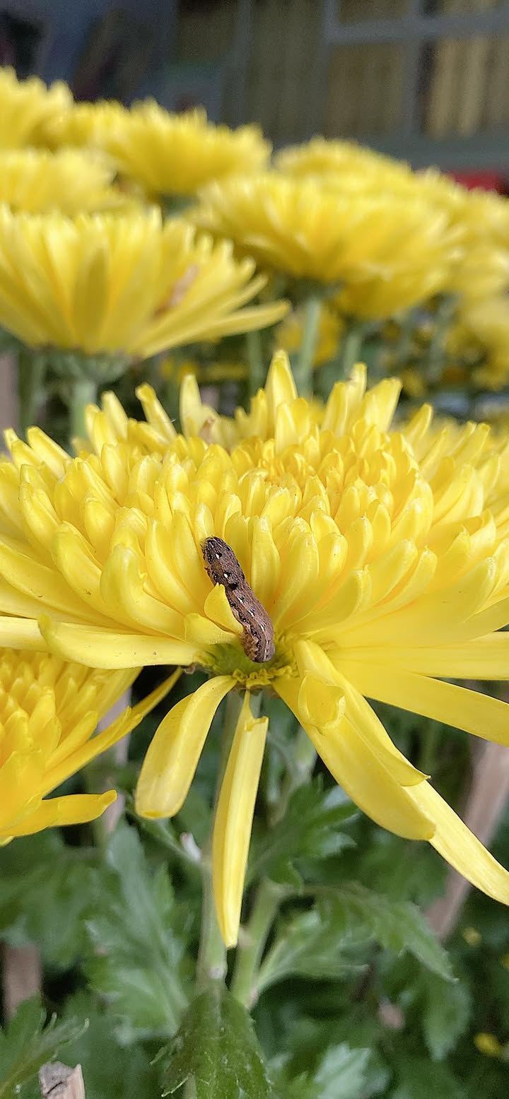 Đất nền An Trinh Phù Mỹ 136m² - Sổ đỏ chính chủ!