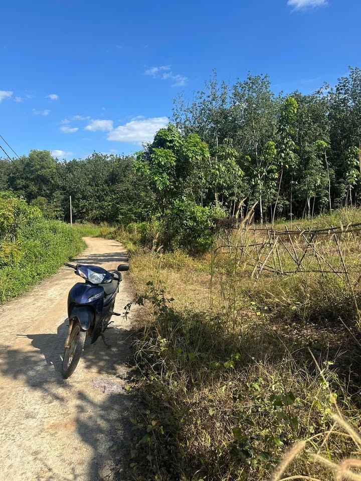 Bán 5 Hecta Cao Su Vườn 3.5 Năm Tuổi - Ngay Ngã 3 Thiên Nhơn, Bình Dương