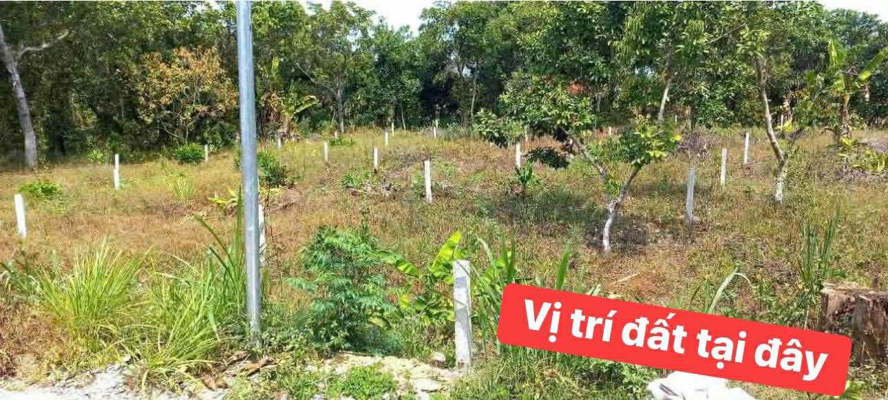 Đất nền Phú Tân Định Quán 165m² giá 330 triệu - Sổ đỏ chính chủ!