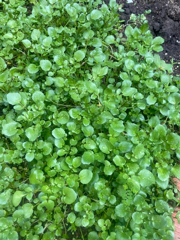 Đất nền Bình Chánh 1300m² giá 10 tỷ - Tiềm năng tăng giá vượt trội!