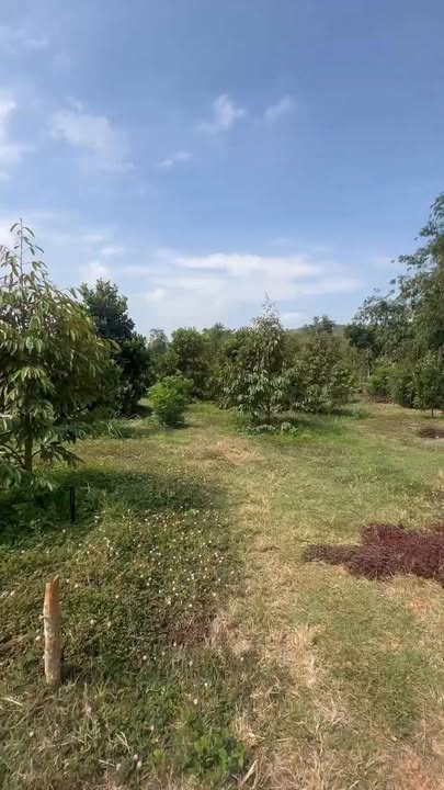 Đất Vườn Đồng Nai 2500m² - Vườn Mít Sầu Riêng Trĩu Quả, Sẵn Sàng Đầu Tư