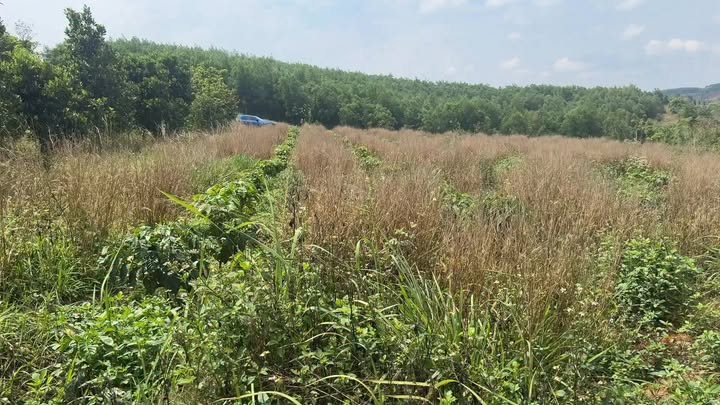 Bán Gấp Đất Vườn Đắk Nông 2ha - Sổ Hồng Riêng - Giá Đầu Tư 2.7 Tỷ