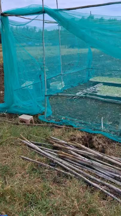 Đất Vườn 1404m² Trồng Dưa Lưới - Châu Bình, Bình Sơn, Quảng Ngãi - Giá 219 Triệu