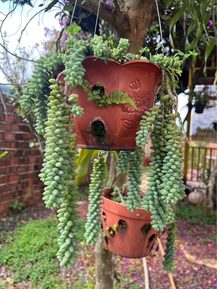 Bán Đất Vàng 2 Mặt Tiền P1, Bảo Lộc - 115m² Giá 3.2 Tỷ