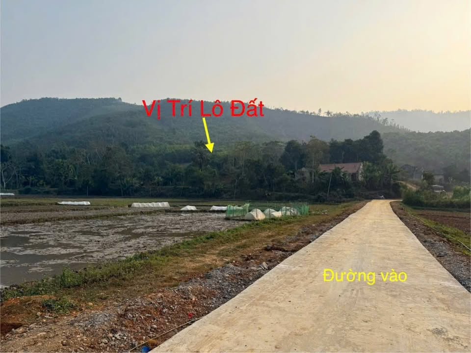 Đất Rừng Sản Xuất 2.3ha Võ Miếu, Phú Thọ - Sổ Đỏ Riêng, Giá Đầu Tư