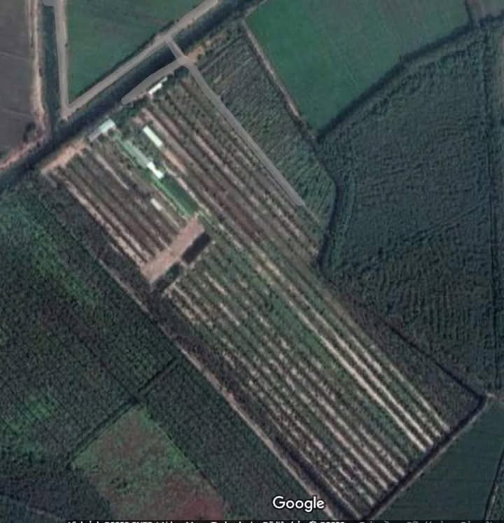 Bán Gấp 100.000m² Đất Lúa Sổ Đỏ Xã Mỹ Thạnh Tây, Đức Huệ - 17 Tỷ