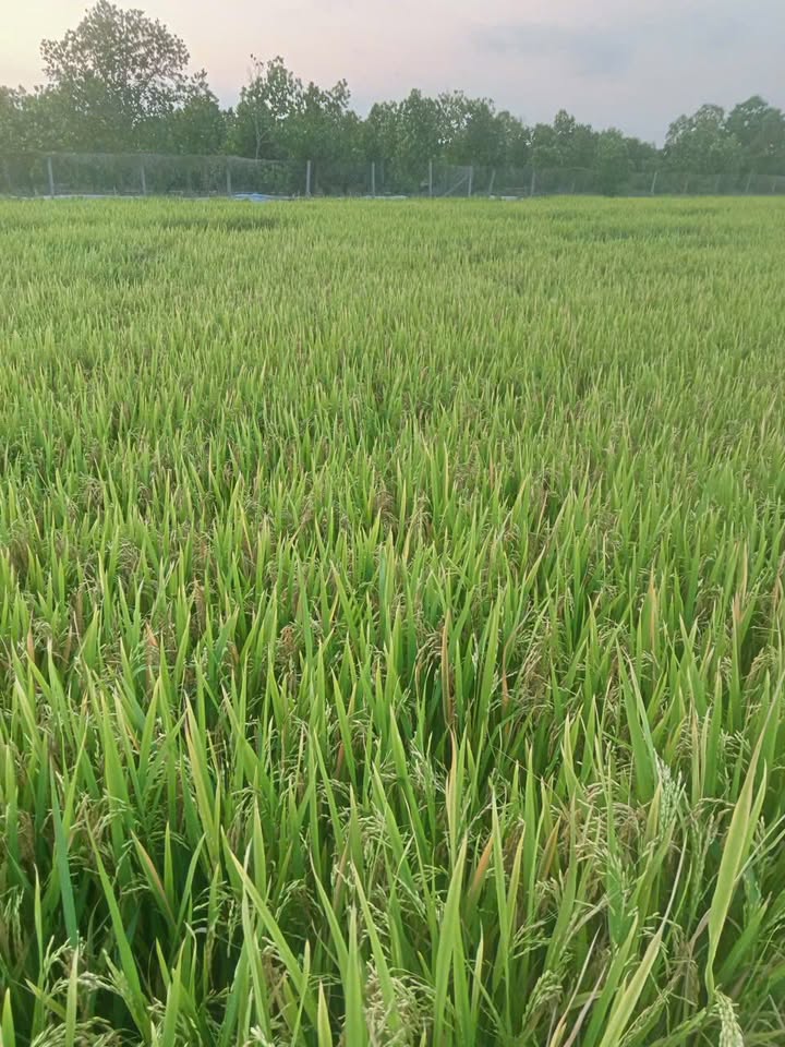 Bán Đất Vườn Tiền Giang 3600m² - Sổ Hồng Riêng, Đón Đầu Cơ Hội Đầu Tư