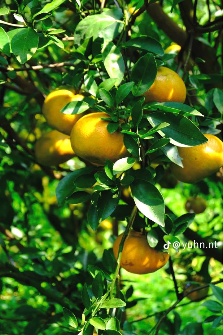 Đất vườn Vĩnh Long 21.000m² - Sinh thái xanh, đầu tư dài hạn!