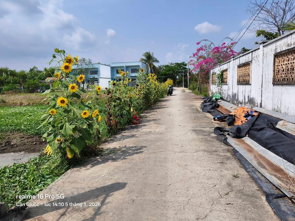 Bán Đất Lúa 1000m² Lộc Trung, Cần Giuộc - Sổ Đỏ Chính Chủ