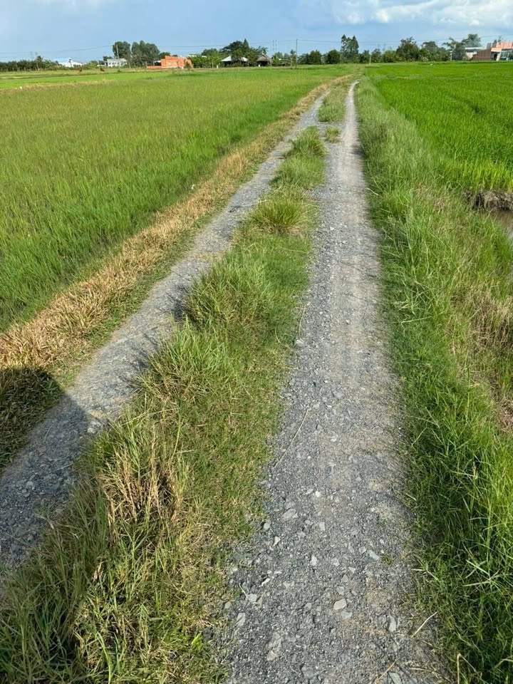 Đất nền Đức Hòa Thượng 184m² - Sổ hồng riêng, tiềm năng tăng giá!