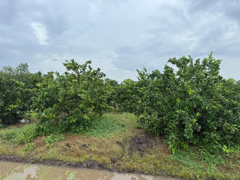 Đất nền Lương Hòa, Bến Lức 1000m² - Tiềm năng tăng giá vượt trội!