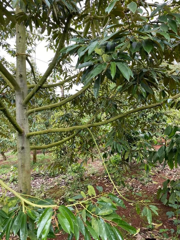 Bán Đất 3600m² Đắk Lắk - Vườn Sầu Riêng, Cà Phê - Thu Nhập Mạnh