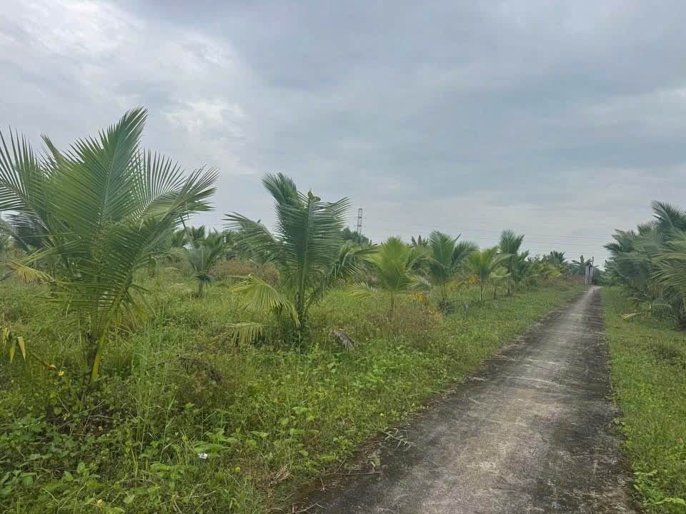 Đất Sóc Trăng 1000m² Mặt Tiền Lộ Ô Tô 25m - Giá F0 300 Triệu/Công