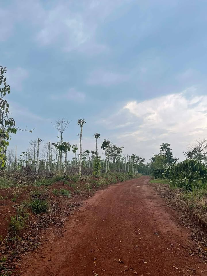 Đất Rẫy 3600m² Đắk Mil - Sổ Đỏ Vuông Vắn, Giá 1.6 Tỷ