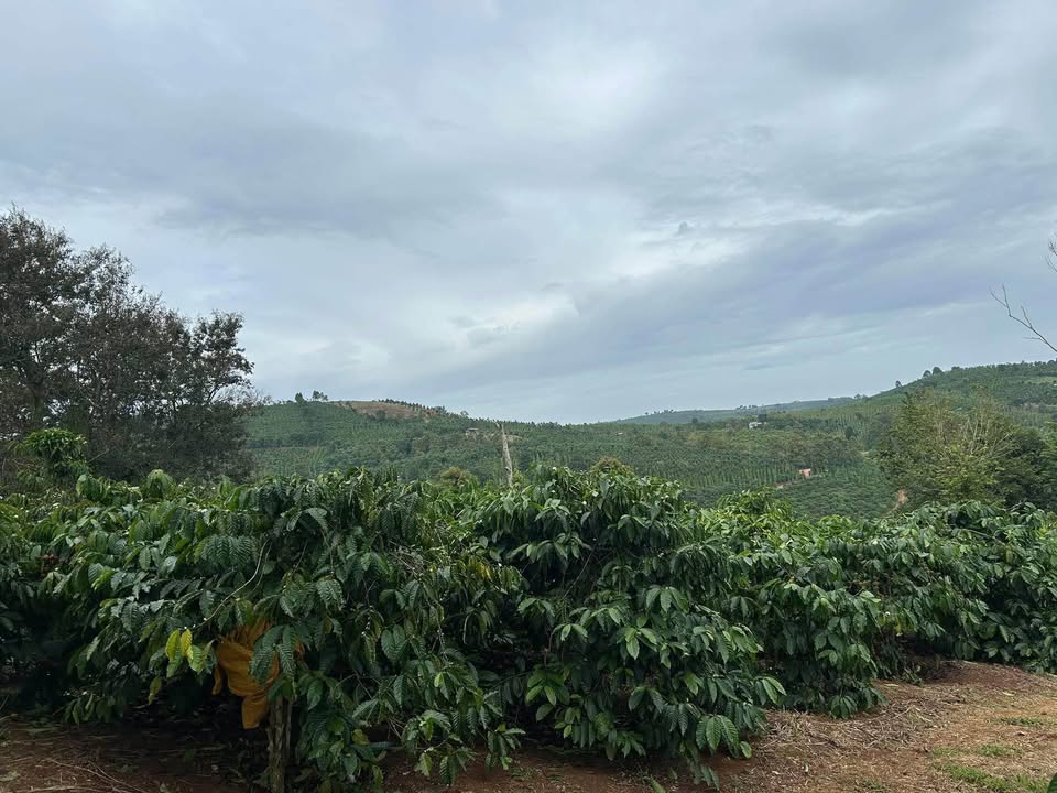 Đất vườn Đắk Sắk, Đắk Mil 20.000m² - Sinh thái xanh, sổ hồng sẵn!