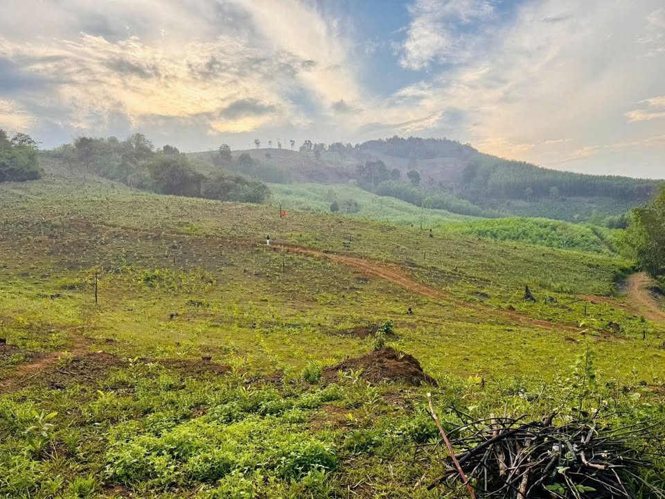 Đất Vườn 5000m² Đà Bắc, Hòa Bình - Sổ Hồng, View Suối 650 Triệu