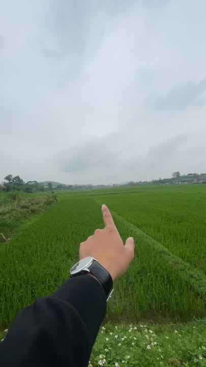 Đất nền Yên Thành 185m² giá 1.4 tỷ - Sổ đỏ chính chủ!