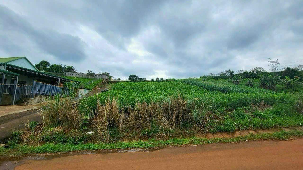 Đất nền Trần Quý Cáp Bảo Lộc 300m² giá 2.5 tỷ - Sổ đỏ chính chủ!