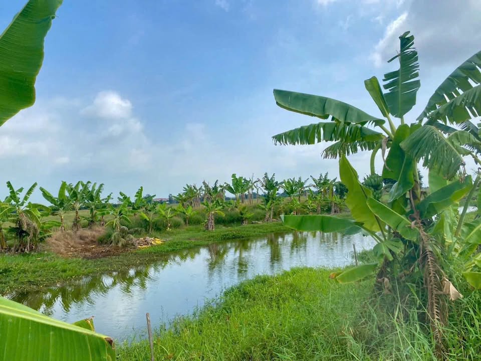 Đất thổ cư 161m² mặt tiền đường xe hơi, view rạch thoáng mát - Tân Phú Đông, Tiền Giang