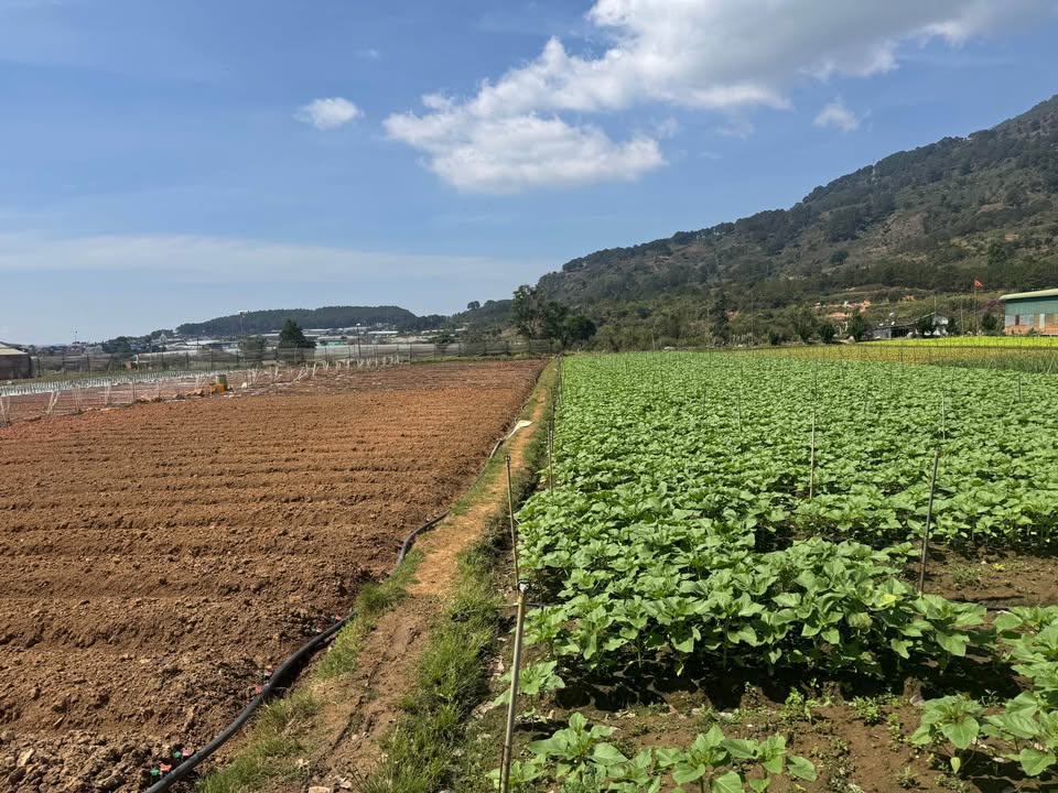 Đất nền Định An, Đức Trọng 1000m² - Sổ riêng, tiềm năng tăng giá!