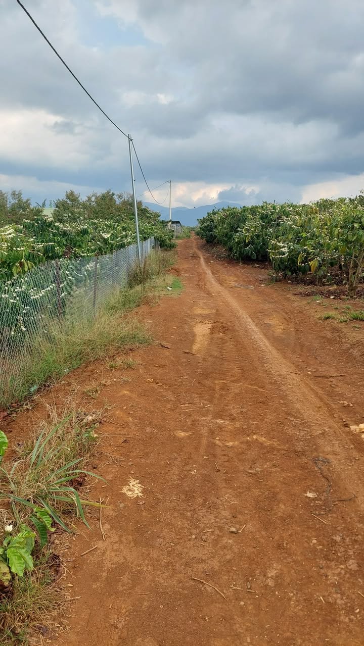 Bán Đất Nền Mặt Đường Tân Châu, Di Linh - 1224m² - 2 Tỷ - Thổ Nhưỡng Tốt