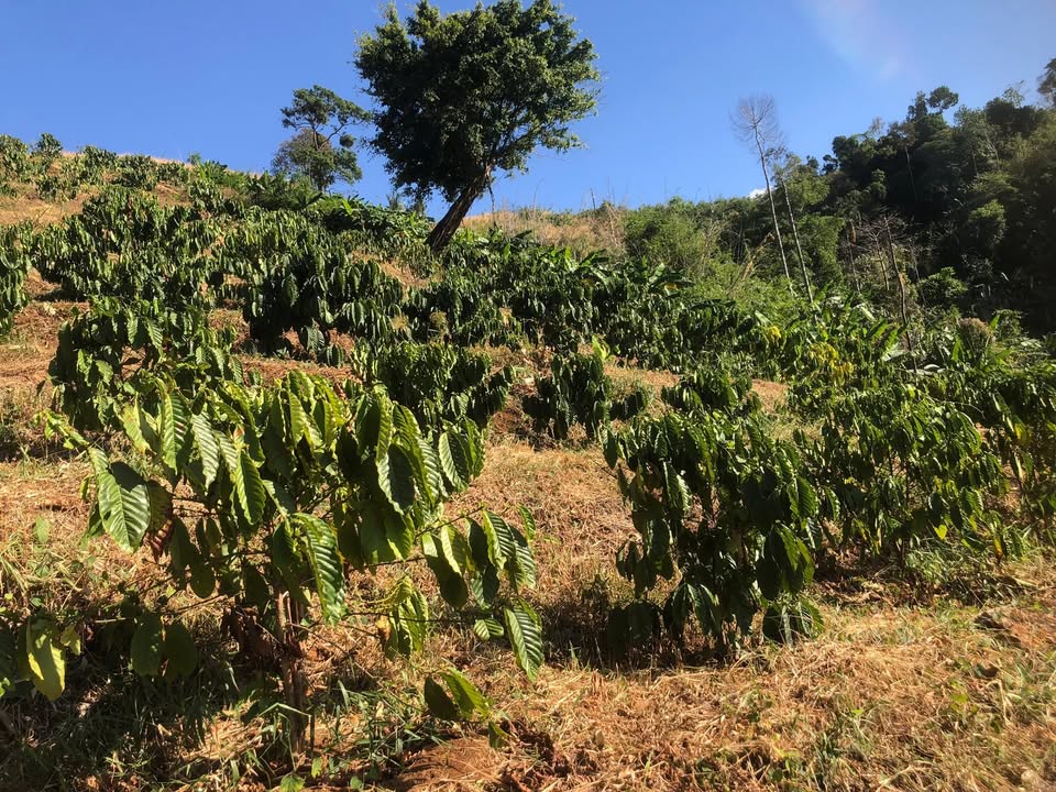 Bán Gấp Rẫy Cà Phê 3ha Bù Gia Mập, Bình Phước - Giá Đầu Tư 750 Triệu