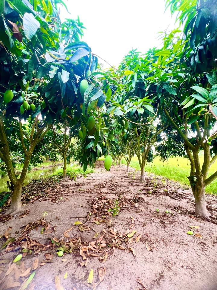 Đất Vườn An Giang 3669m² Sổ Hồng Chính Chủ - Kinh Doanh & Nghỉ Dưỡng