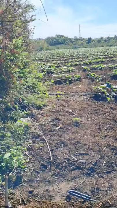 Bán Đất Nông Nghiệp Đắk Song 20.000m² Sổ Hồng Giá 2.5 Tỷ