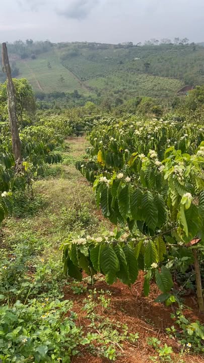 Đất Nền Đắk Song 10.000m² - Sổ Sẵn 2.9 Tỷ, Gần Nam Giang