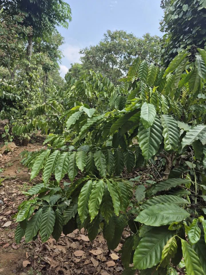 Đất rẫy Tâm Thắng Cư Jút 3240m² - View thiên nhiên, đầu tư dài hạn!