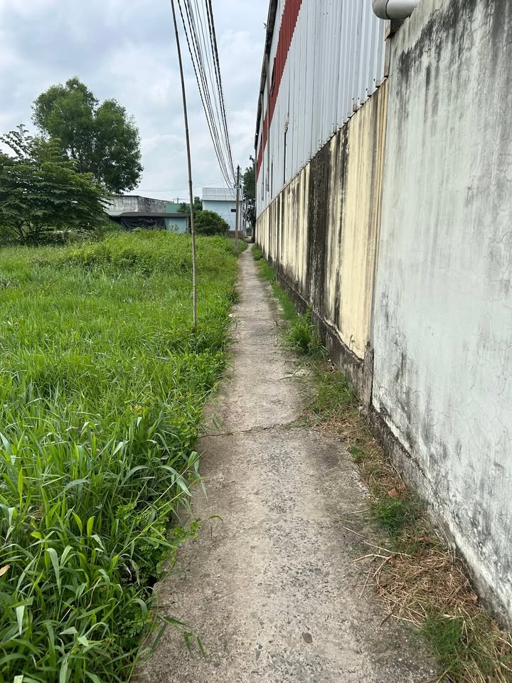 Đất lúa Bình Thạnh, Thủ Thừa 1000m² - Tiềm năng tăng giá vượt trội!