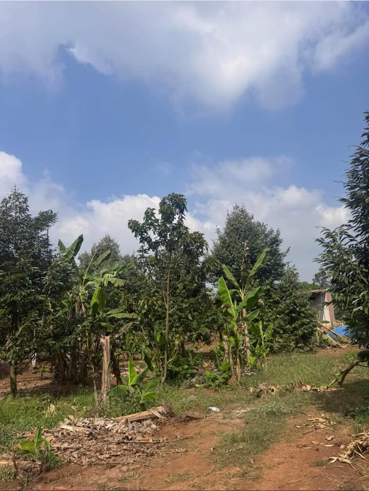 Đất nền Long An 360m² chỉ 1.2 tỷ - Sẵn nhà, trại, khai thác liền!